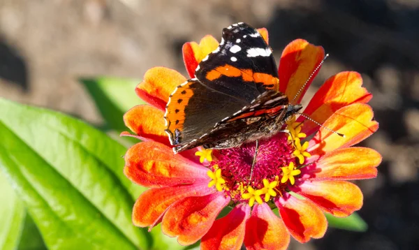 Fleur Zinnia Ils sont natifs du gommage de l'unité sud-ouest — Photo