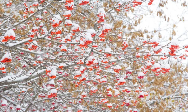 Paisagem de outono de fotografia, a primeira neve caiu sobre o farelo — Fotografia de Stock