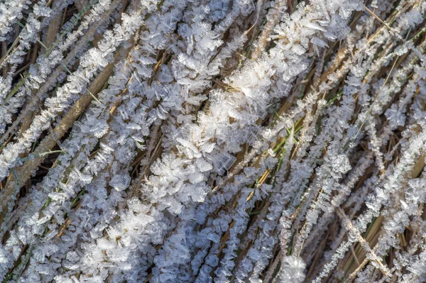 Textuur achtergrond, patroon. Vorst op de takjes gras. een DEP — Stockfoto