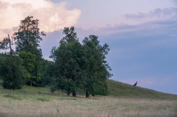 Yaz manzarası, arka planda dağ manzarası. — Stok fotoğraf