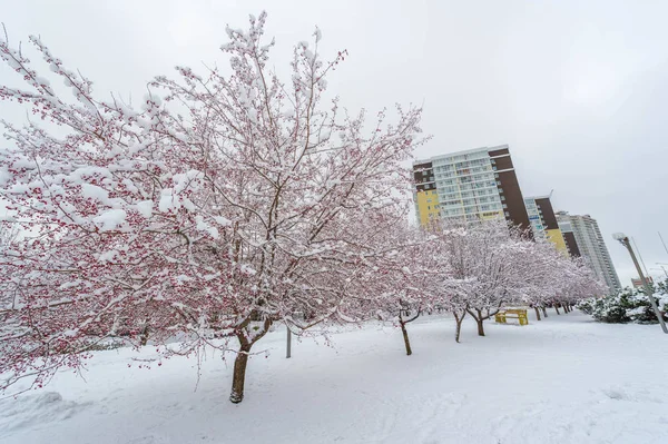 La foto de invierno fue tomada con una lente de gran angular, el primer sno —  Fotos de Stock