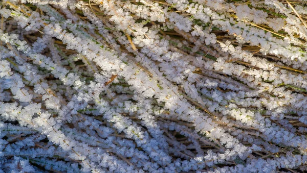 Textur bakgrund, mönster. Frost på kvistar av gräs. ett DEP — Stockfoto