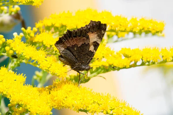 Flor de Solidago comúnmente llamado cañas de oro viene del norte — Foto de Stock