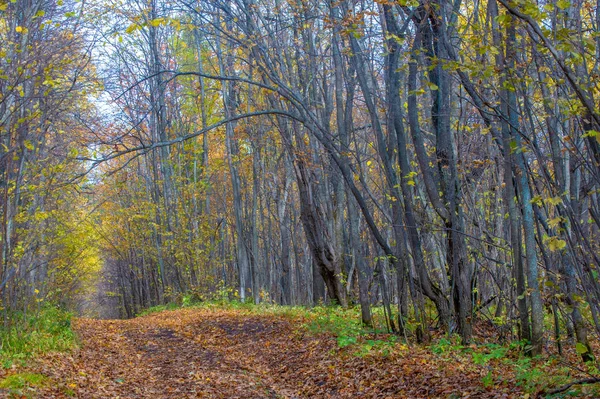 Outono paisagem fotografia, melhor fotógrafo, florestas mistas i — Fotografia de Stock