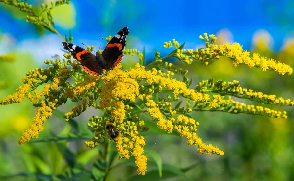 Flor de Solidago comumente chamado goldenrods vem do Norte — Fotografia de Stock