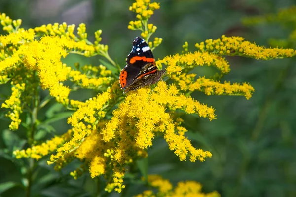 Flor de Solidago comumente chamado goldenrods vem do Norte — Fotografia de Stock