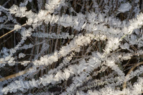 Textúra háttér, mintázat. Frost a gallyakból a fű. a DEP — Stock Fotó