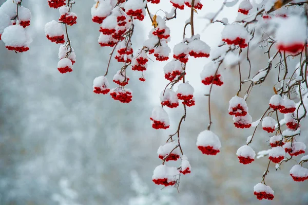 Vinterbildet ble tatt med en bredvinklet linse, det første sno – stockfoto