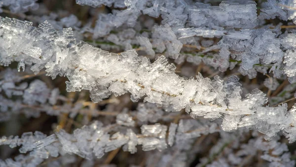 Texture background, pattern. Frost on the sprigs of grass. a dep — Stock Photo, Image