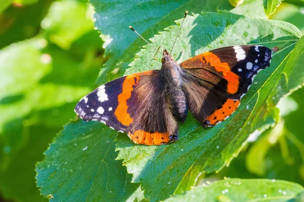 Vanessa Atalanta, röd amiral eller tidigare, röd, härlig, är en — Stockfoto