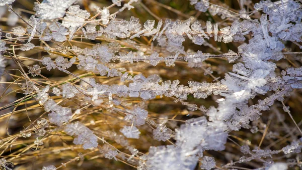 Tekstura, tło, wzór. Frost na gałązki trawy. a DEP — Zdjęcie stockowe