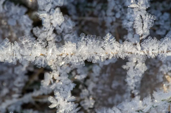 Tekstura, tło, wzór. Frost na gałązki trawy. a DEP — Zdjęcie stockowe