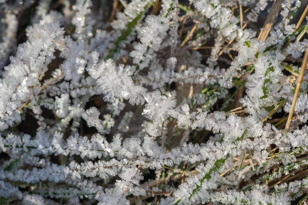 Texture background, pattern. Frost on the sprigs of grass. a dep — Stock Photo, Image