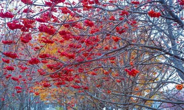 Jesienny krajobraz, popiół górski w pełnym pięknie, illum — Zdjęcie stockowe