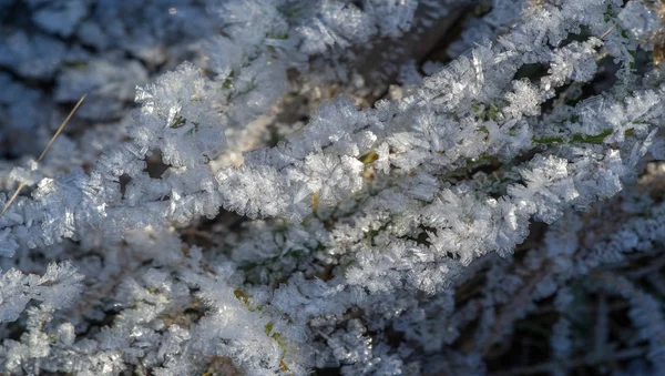 Textur bakgrund, mönster. Frost på kvistar av gräs. ett DEP — Stockfoto