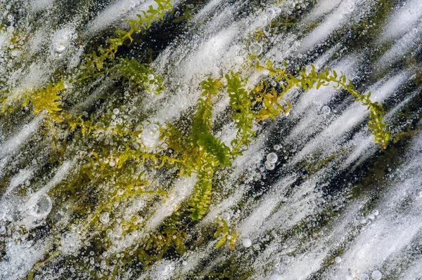 텍스처 무늬 배경 화이트 겨울, 강 얼음 기포 — 스톡 사진