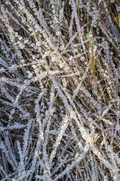 Texture background, pattern. Frost on the sprigs of grass. a dep — Stock Photo, Image