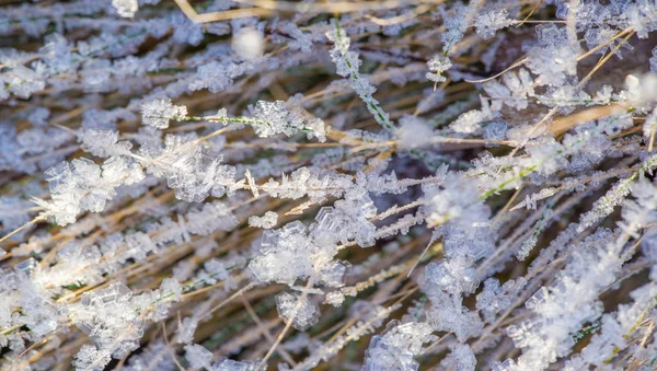 Текстура тла, візерунок. Мороз на гілочках трави. де — стокове фото