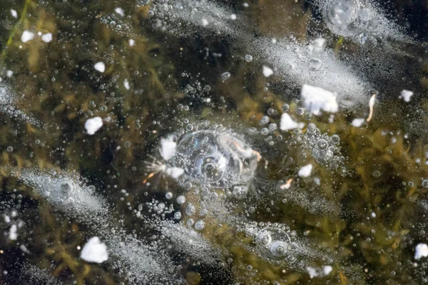 Textur Muster Hintergrund weiß Winter, Fluss Eis Luftblasen s — Stockfoto