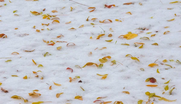 We got our first snow of the season during the night, dusting in — Stock Photo, Image