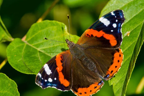 Vanessa Atalanta, röd amiral eller tidigare, röd, härlig, är en — Stockfoto