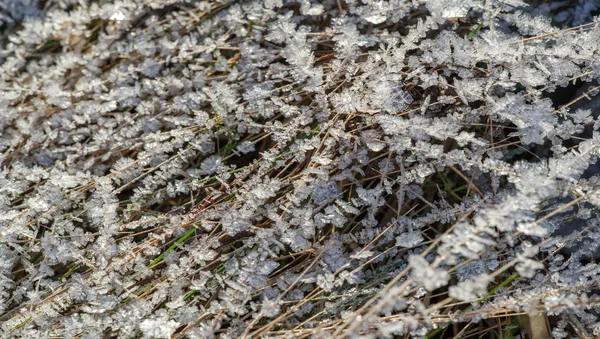 Textura de fondo, patrón. Escarcha en las ramitas de hierba. a dep — Foto de Stock