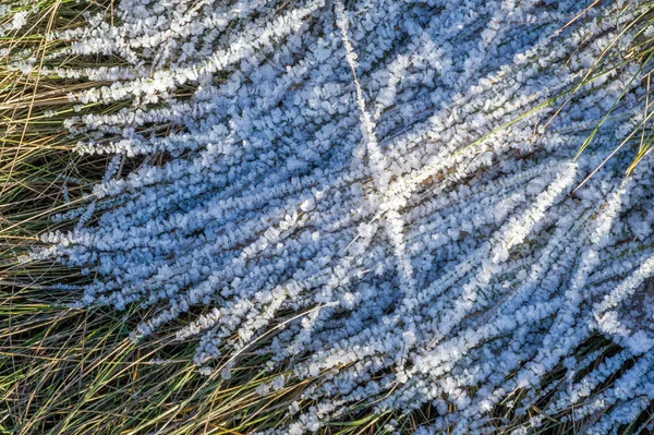 Texture background, pattern. Frost on the sprigs of grass. a dep