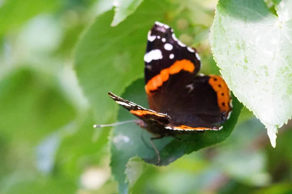 Vanessa Atalanta, röd amiral eller tidigare, röd, härlig, är en — Stockfoto