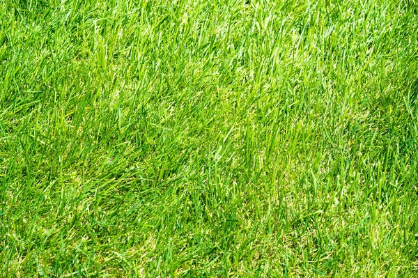 Urban photography, A lawn is an area of soil-covered land plante — Stock Photo, Image