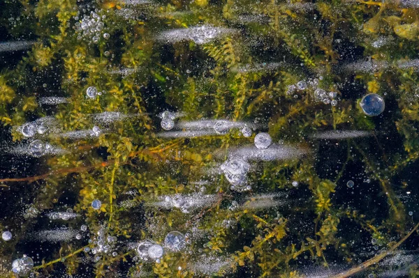 Textura patrón fondo blanco Invierno, río hielo burbujas de aire s —  Fotos de Stock