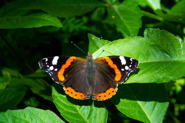 Vanessa atalanta, czerwony admirał lub wcześniej, czerwony admirał — Zdjęcie stockowe