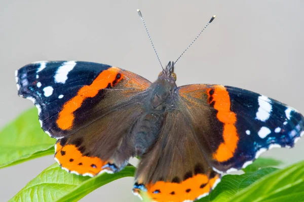 Vanessa Atalanta, almirante vermelho ou anterior, vermelho, delicioso, é um — Fotografia de Stock