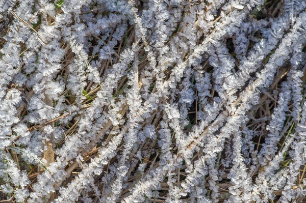 Textura de fondo, patrón. Escarcha en las ramitas de hierba. a dep — Foto de Stock