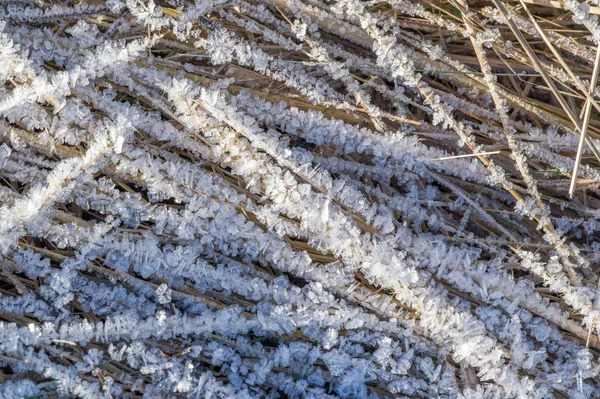 Textuur achtergrond, patroon. Vorst op de takjes gras. een DEP — Stockfoto