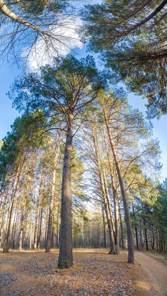 Herbstpanorama, Bäume im Wald, in der Parkanlage der Stadt — Stockfoto