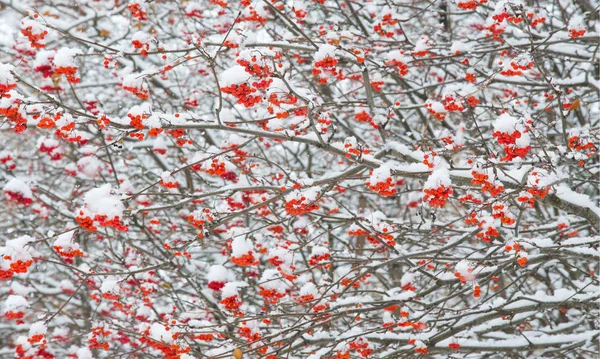 Paisagem de outono de fotografia, a primeira neve caiu sobre o farelo — Fotografia de Stock