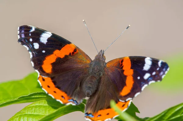 Vanessa Atalanta, röd amiral eller tidigare, röd, härlig, är en — Stockfoto