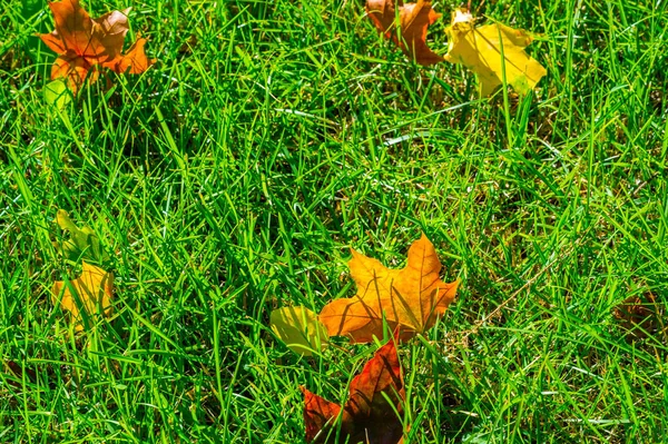 Fotografia de outono, folhas vermelho-amarelas no gramado. Esta beleza... — Fotografia de Stock