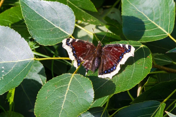 Nymphalis antiopa, known as the mourning cloak in North America — Stock Photo, Image