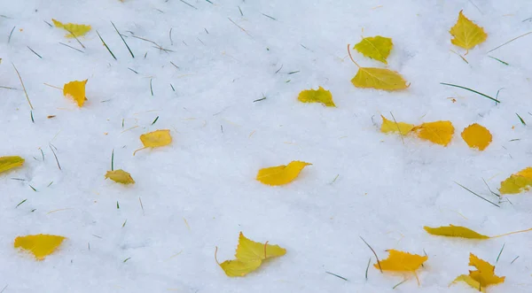 初雪、晩秋、紅葉。降雪 — ストック写真