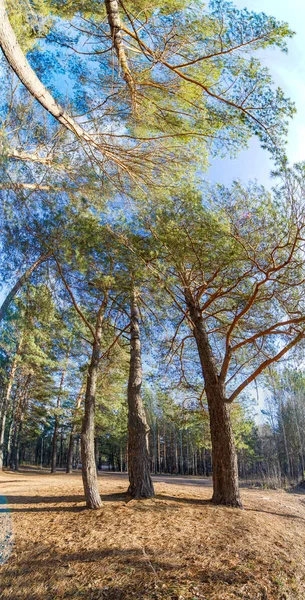 Herbstpanorama, Bäume im Wald, in der Parkanlage der Stadt — Stockfoto