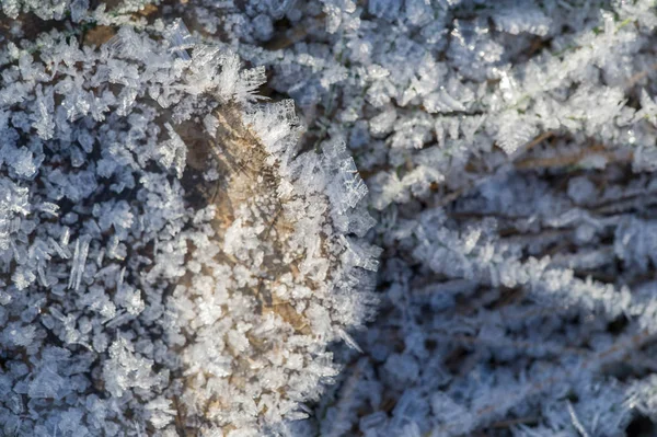 テクスチャの背景、パターン。草の小枝に霜。デップ — ストック写真