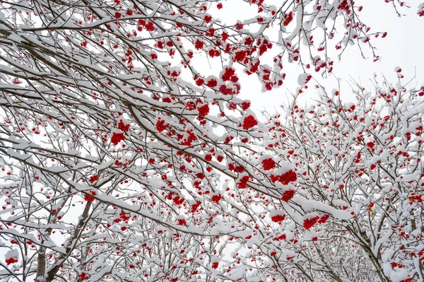 Vinterbilden togs med en vidvinkelobjektiv, den första sno — Stockfoto