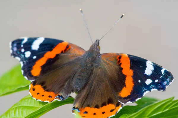 Vanessa Atalanta, röd amiral eller tidigare, röd, härlig, är en — Stockfoto