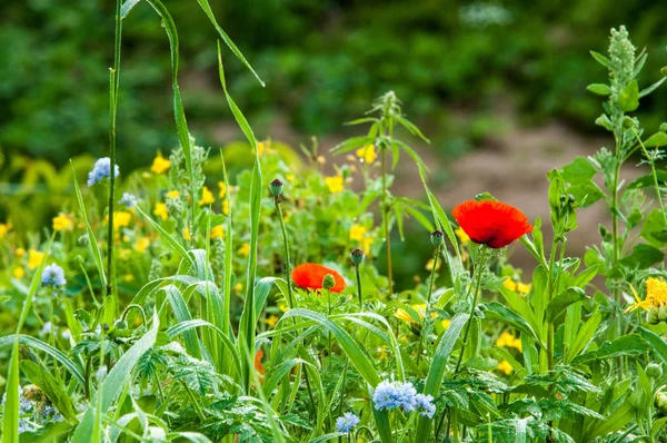 Paesaggio estivo Fiori di campo, Il momento ideale per vedere i fiori selvatici — Foto Stock