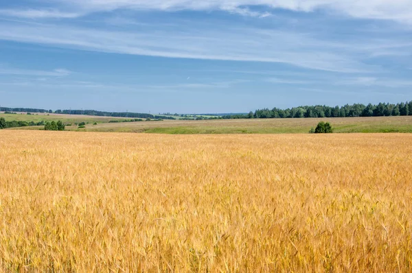 Sommar fotografering. Vete fältet, spannmåls växten, som är — Stockfoto