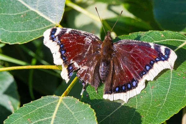 Nymphalis antiopa, known as the mourning cloak in North America — Stock Photo, Image