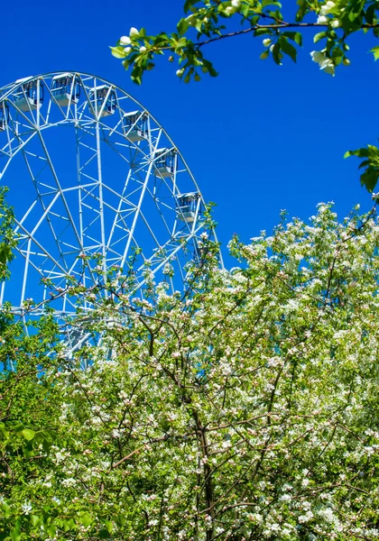 Flores de maçã, flor de maçã. no sol sobre o verde natural — Fotografia de Stock