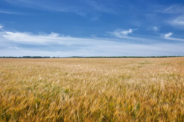Photographie d'été. Le champ de blé, la plante céréalière, qui est — Photo