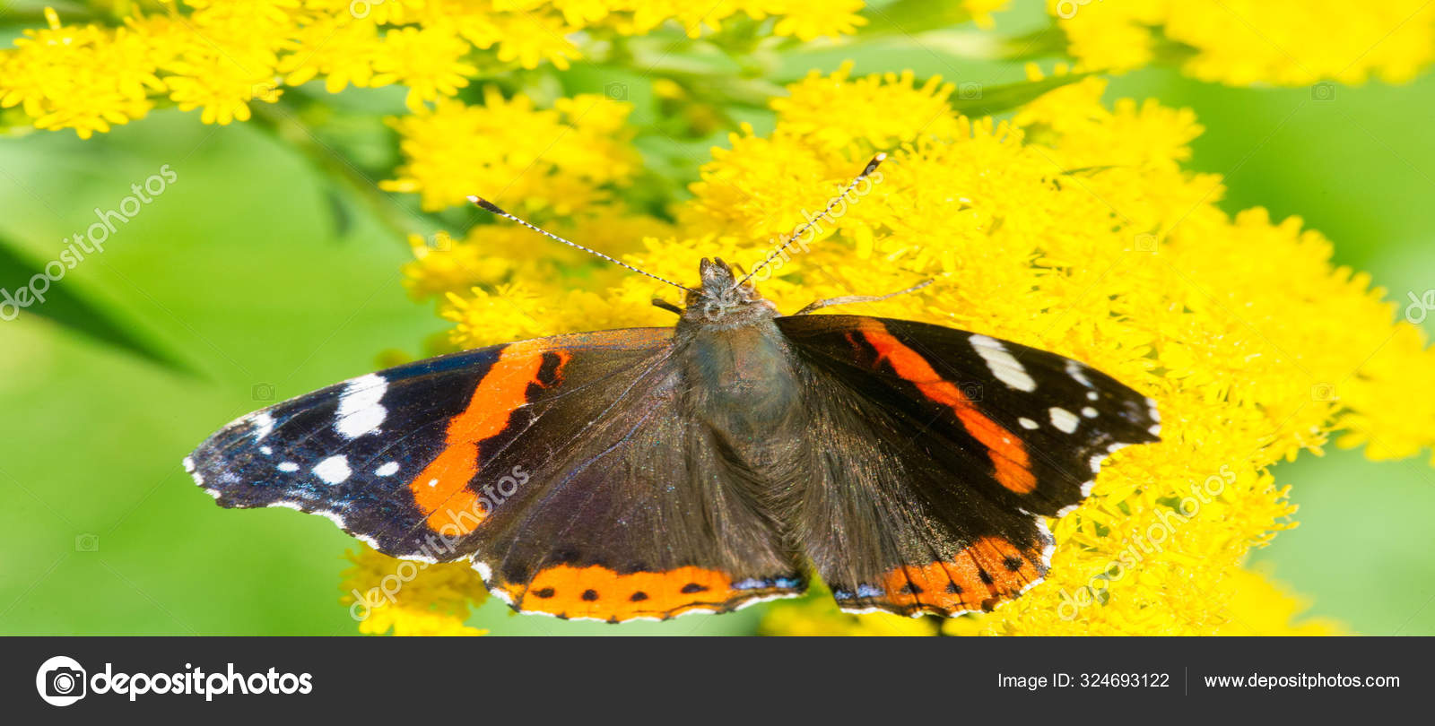 Solidago, commonly called goldenrods, used in a traditional kid Stock